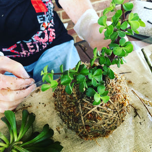 Workshops - Kokedama