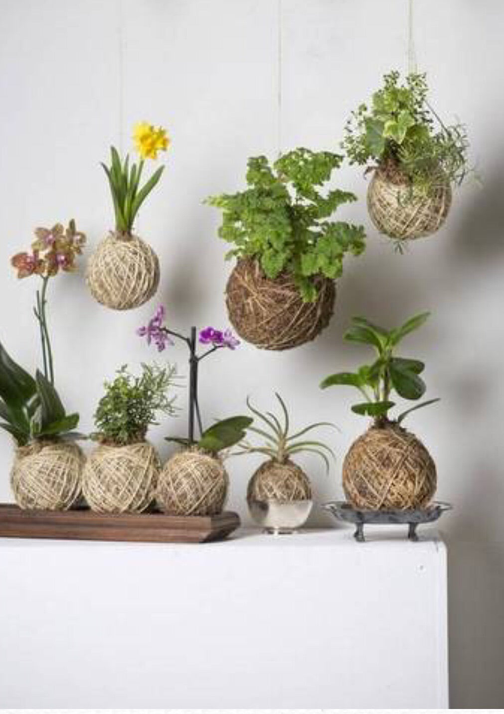 Workshops - Kokedama